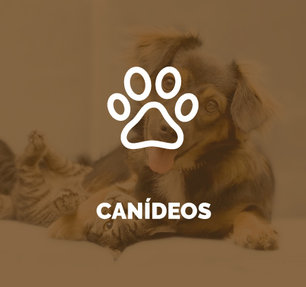 GESCanídeo